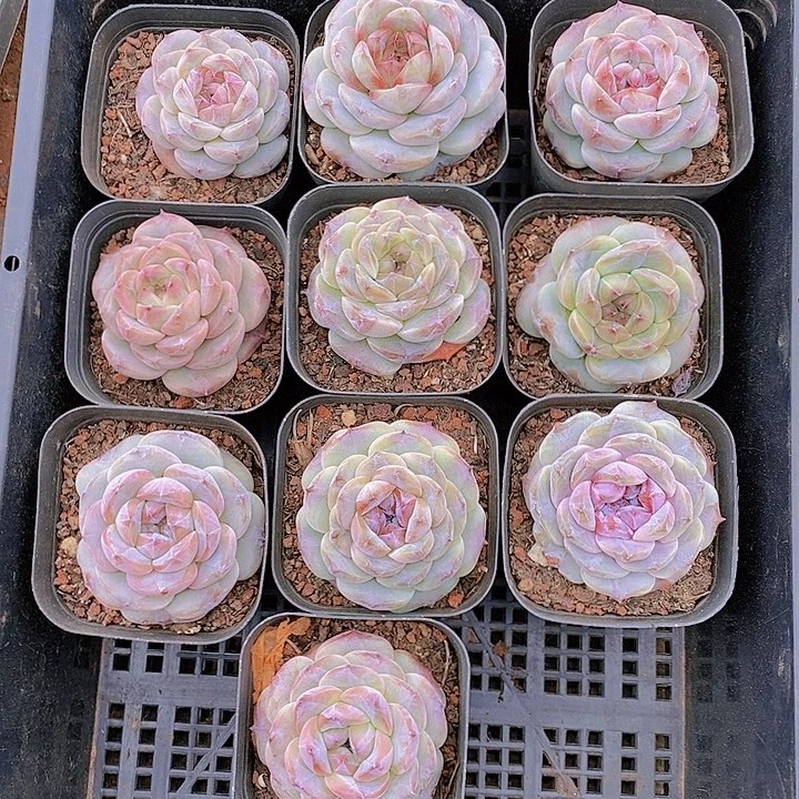 【闪购商品】莲*云101号莲花10颗