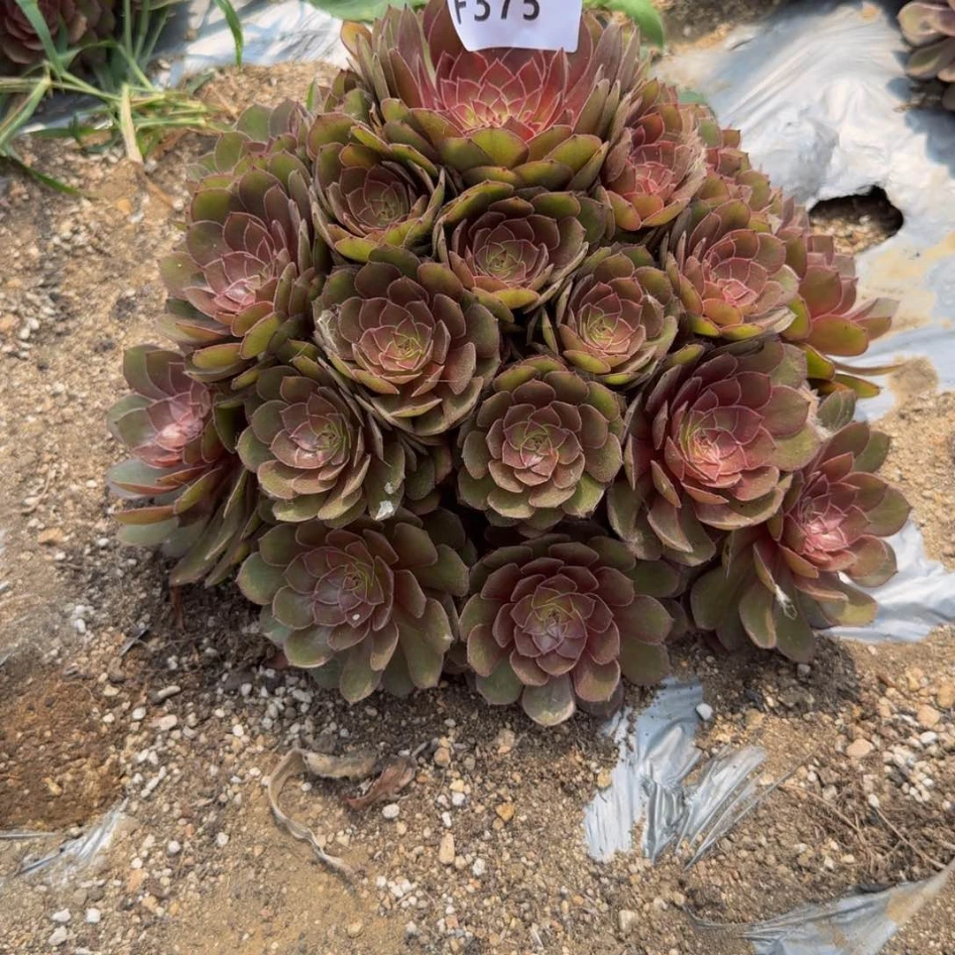 375桃花石。多肉植物