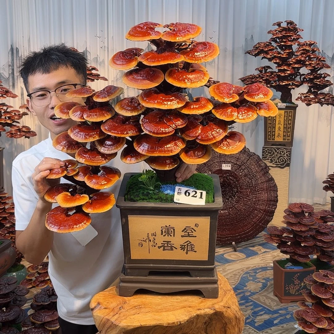 全部花朵08888888888888