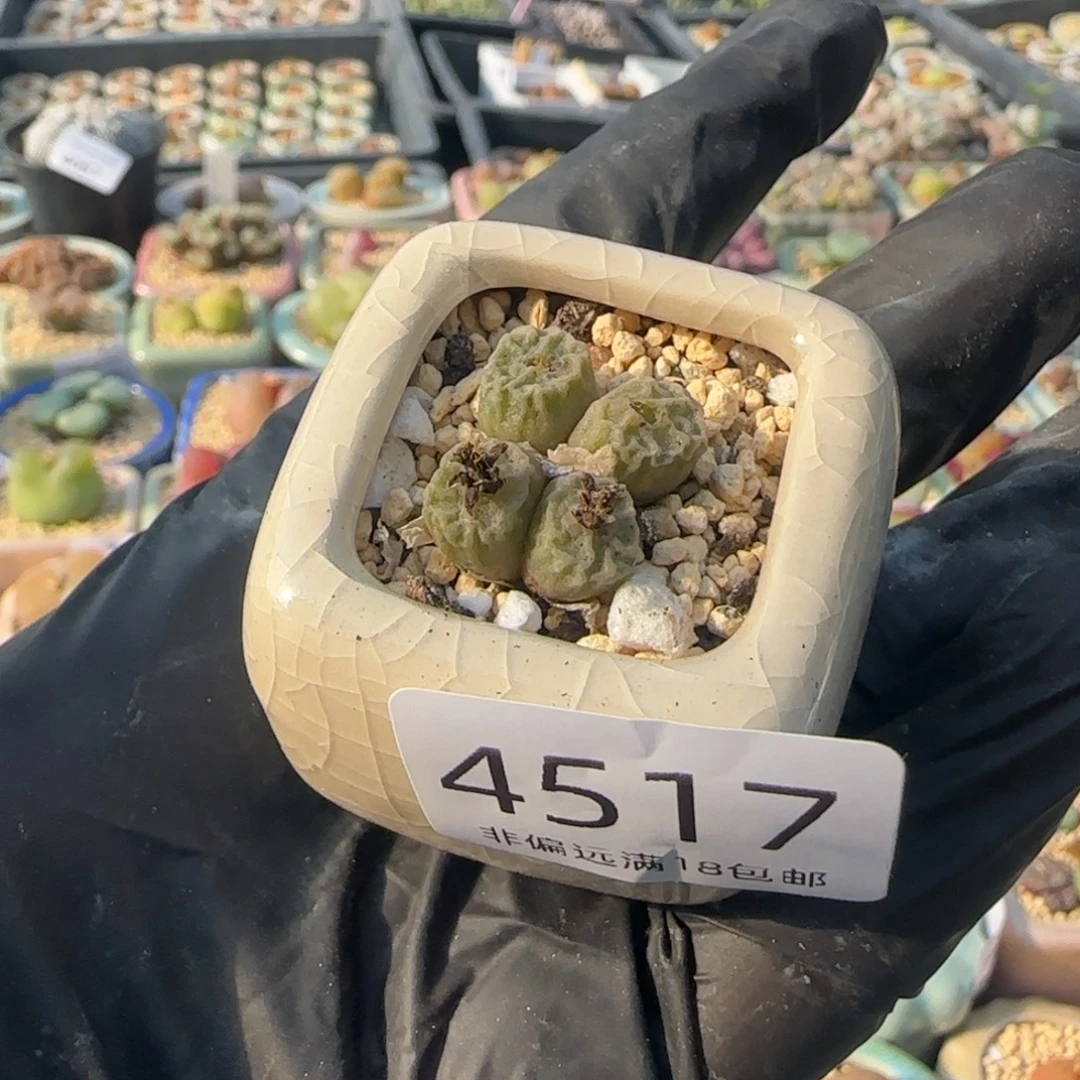 4517--一物一拍 带盆