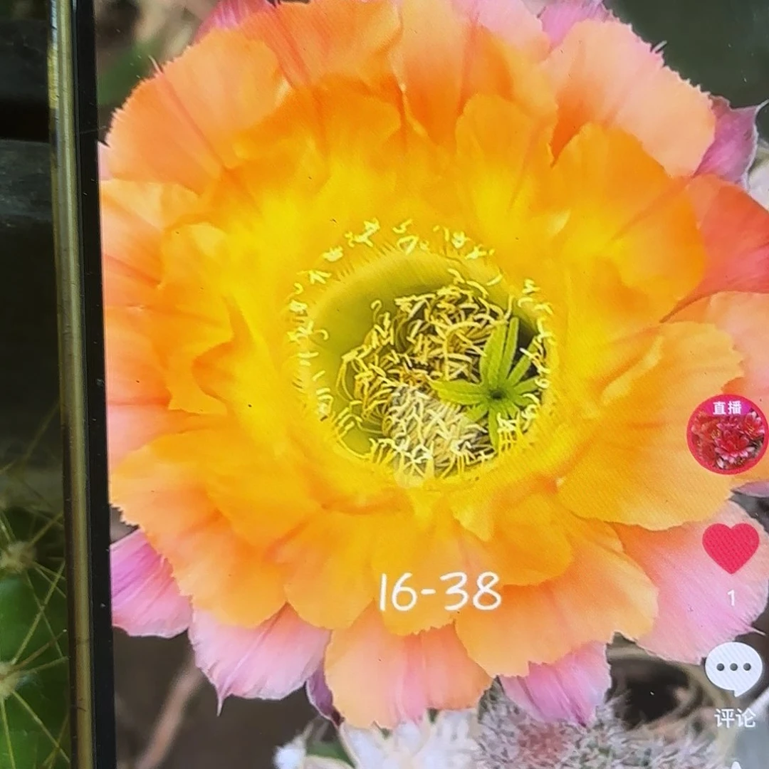 16-38 侧牙20包邮53