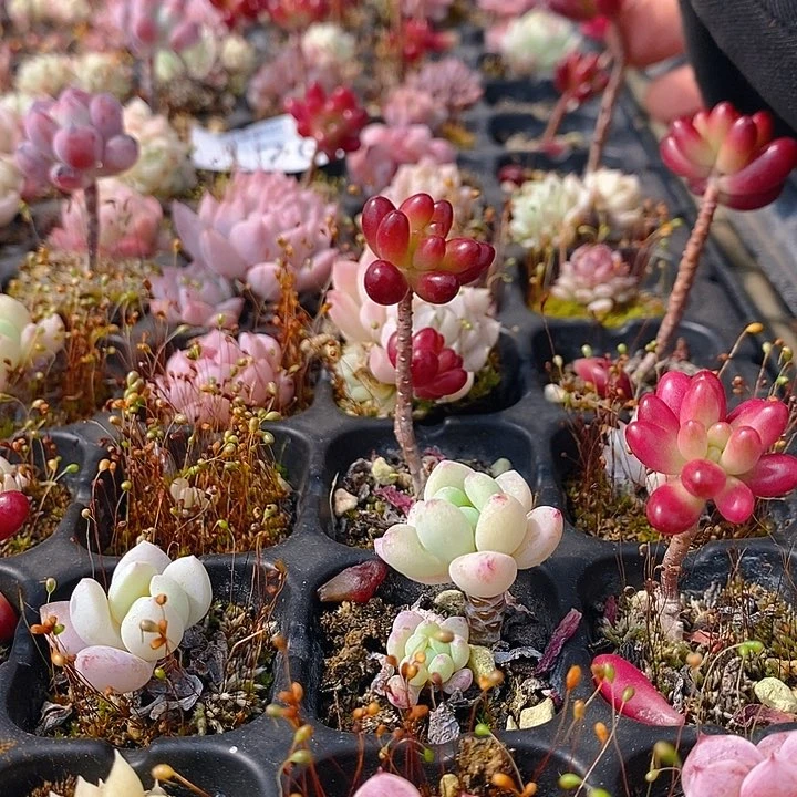 170 多肉植物盆栽花卉植物