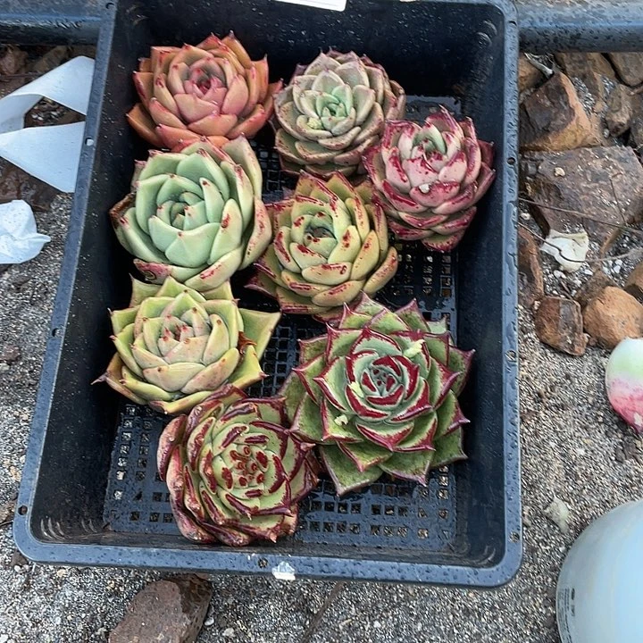 若如东云组拍A680