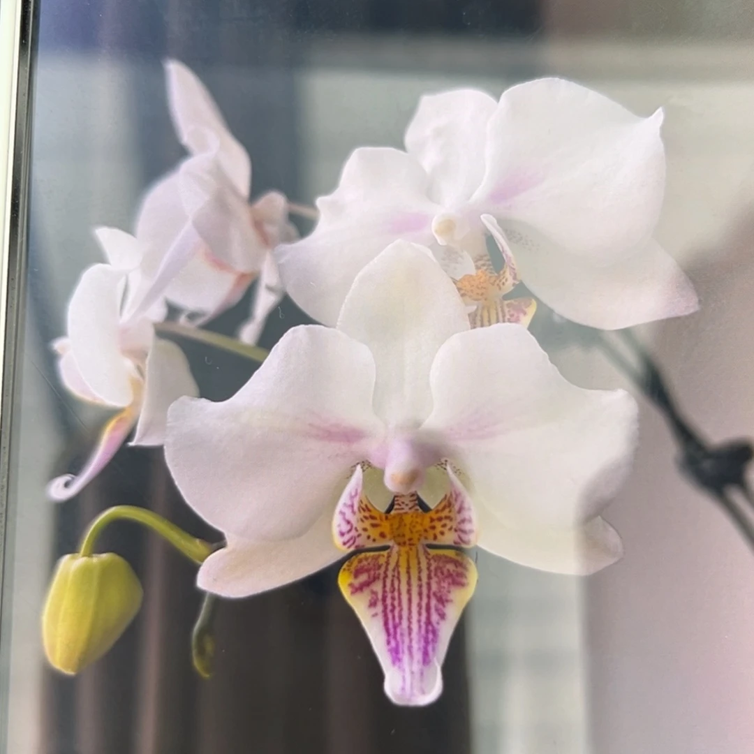 无花朵3.5寸微笑天鹅抽梗苗