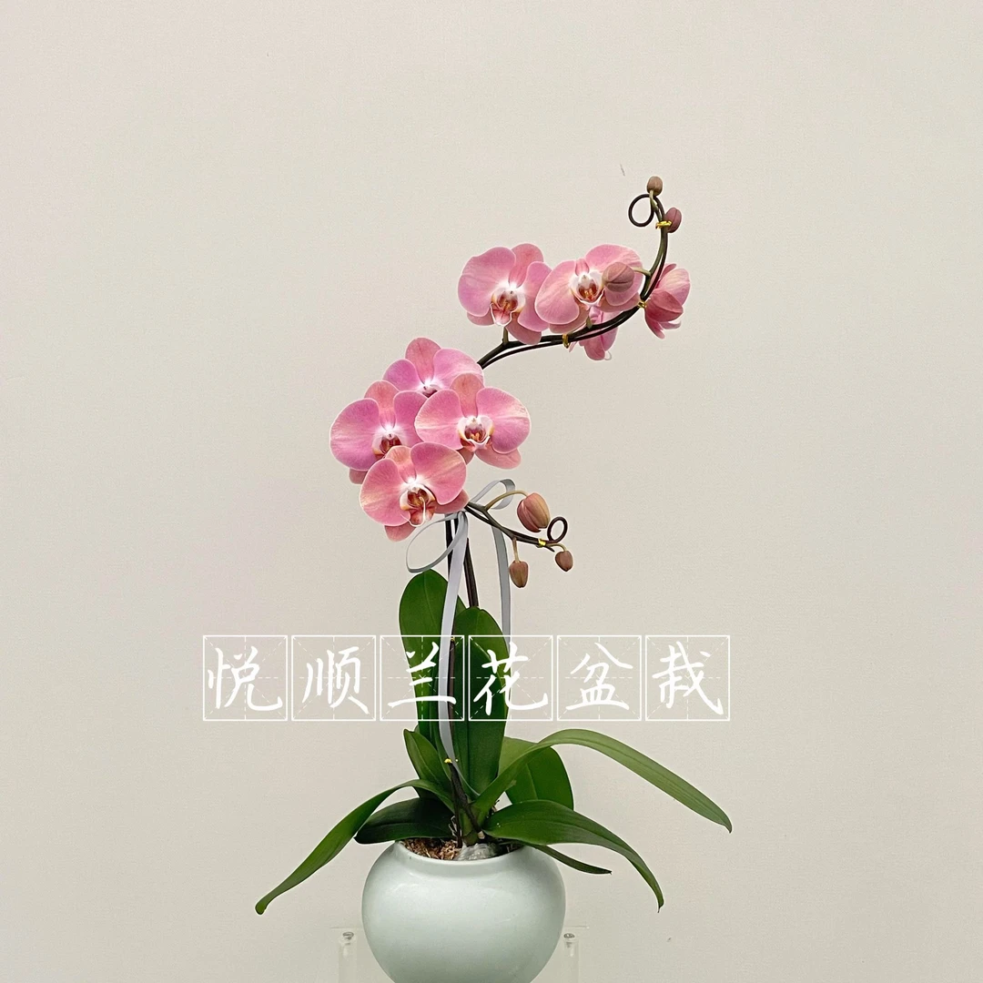 00193 蝴蝶兰大鲑鱼 叶片自然开裂  鲜花 盆栽