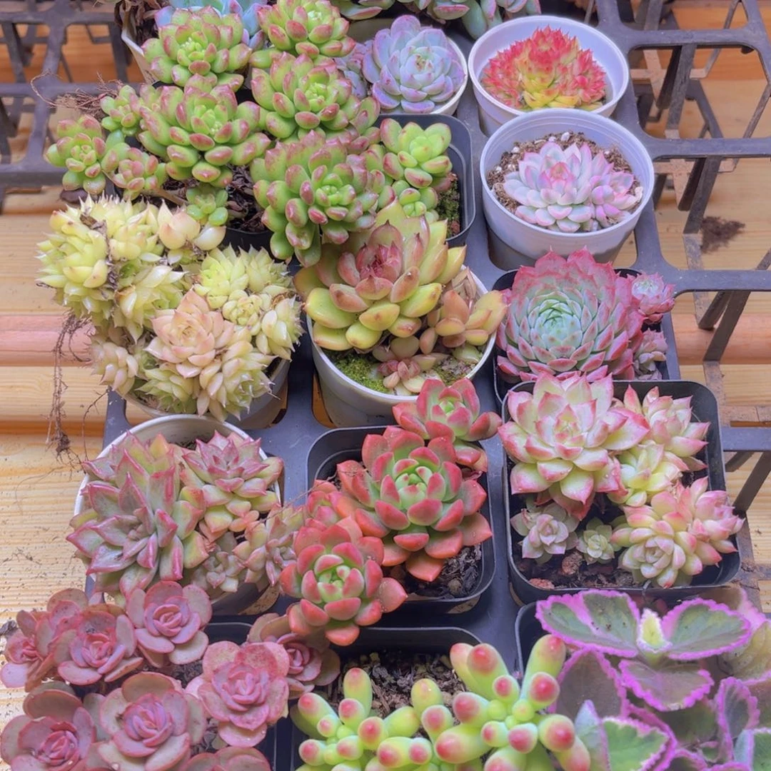 蒲***英多肉组合一框20颗