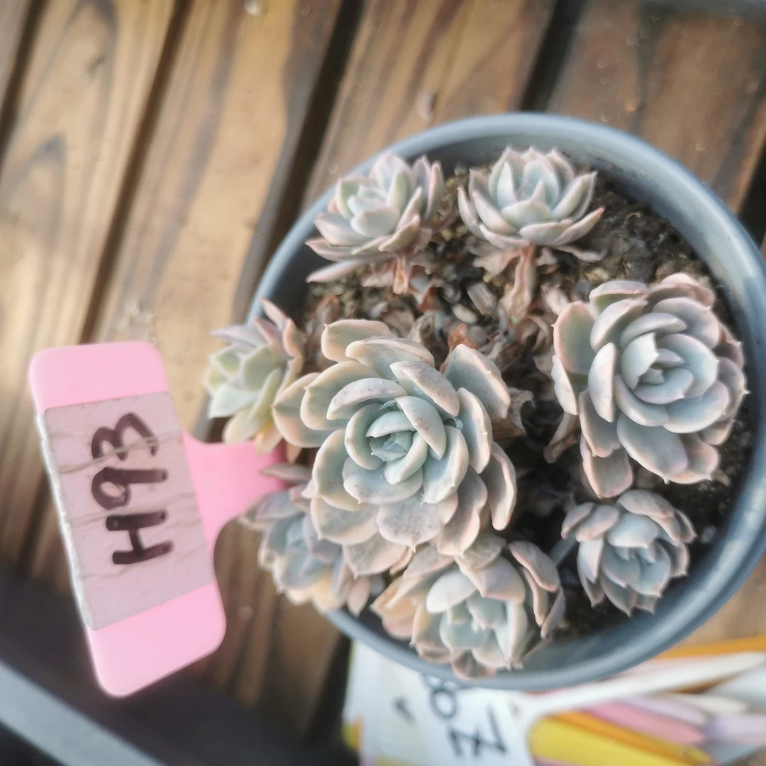 鲁氏锦多肉植物H93