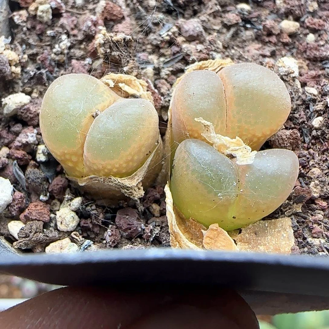 开播福利。 37196