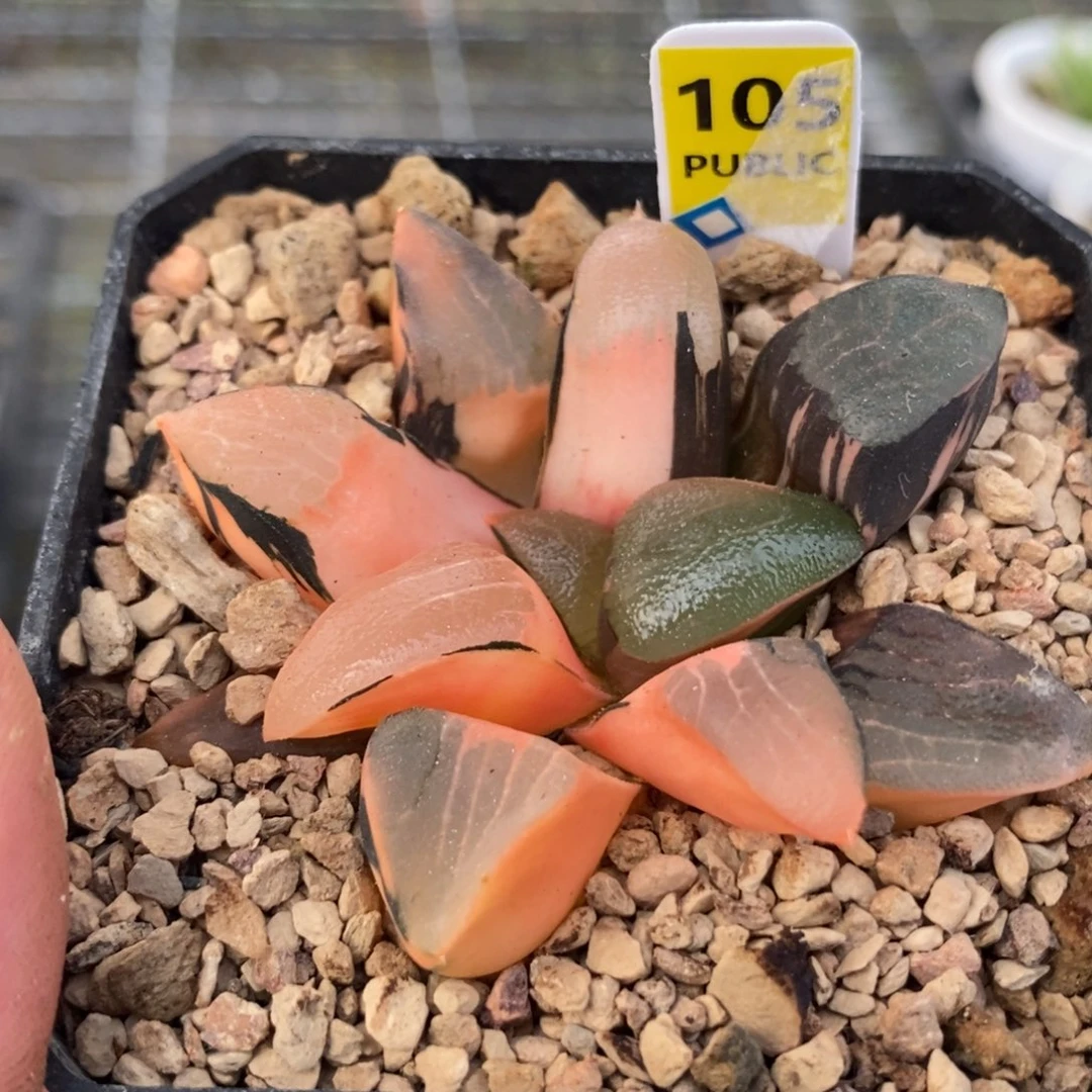 105丘比特克锦一物一拍