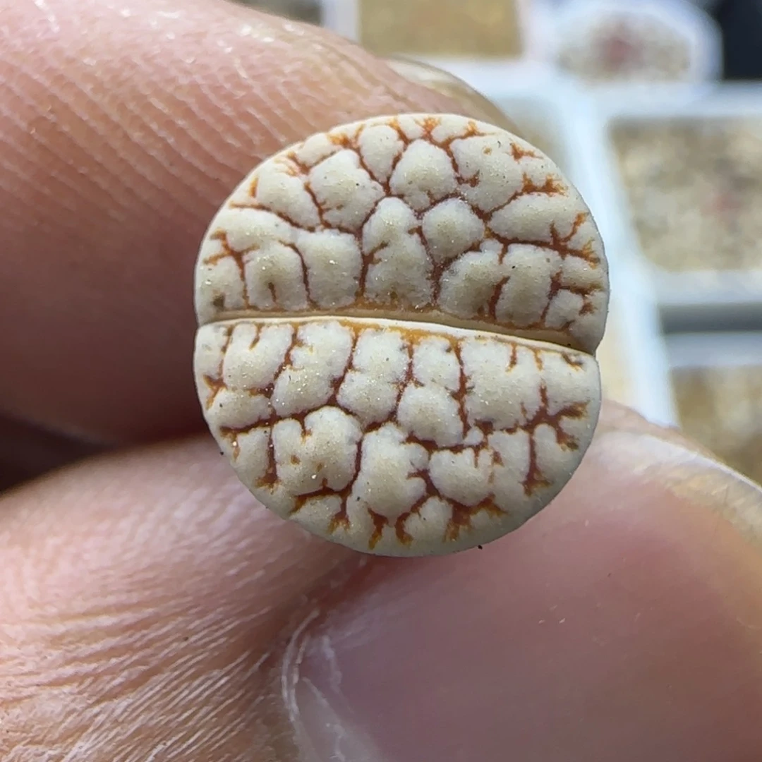 1085 生石花大棚直播