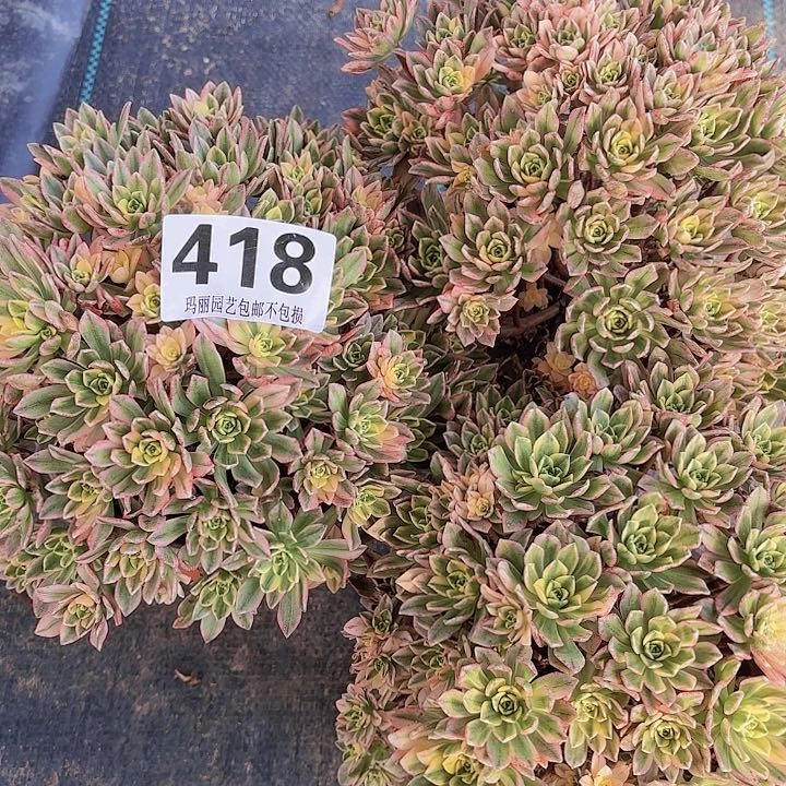 【闪购商品】湘****场418甜茶组合