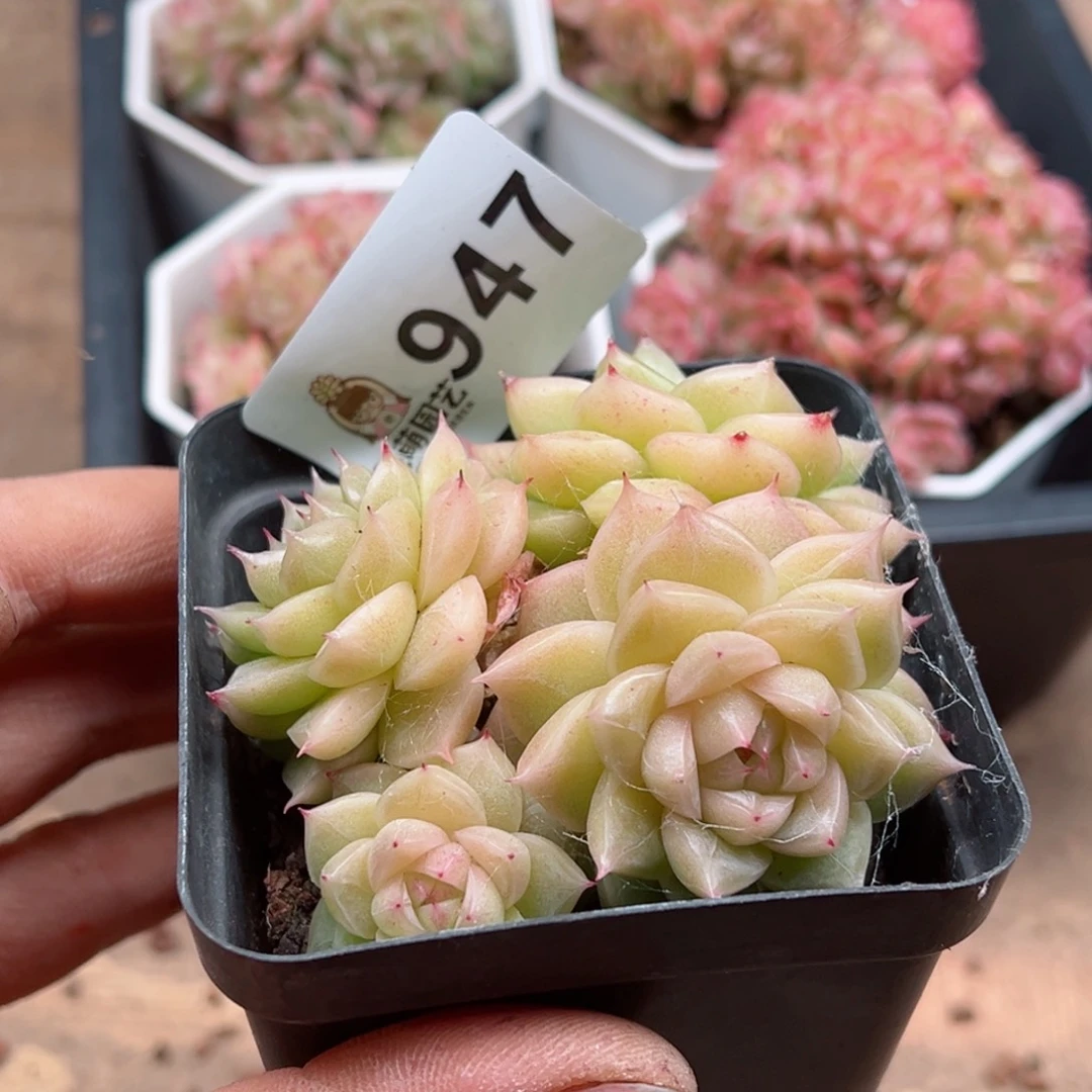 多肉植物多肉植物