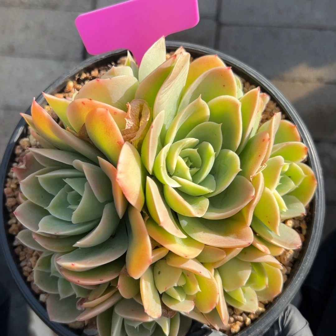 星娜塔1111111111111