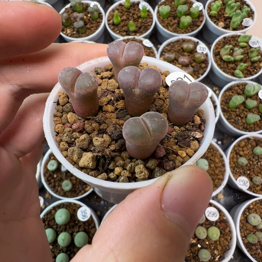 日系红网格一颗脱土2210000