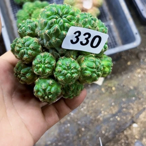 330沟宝一物一图如图