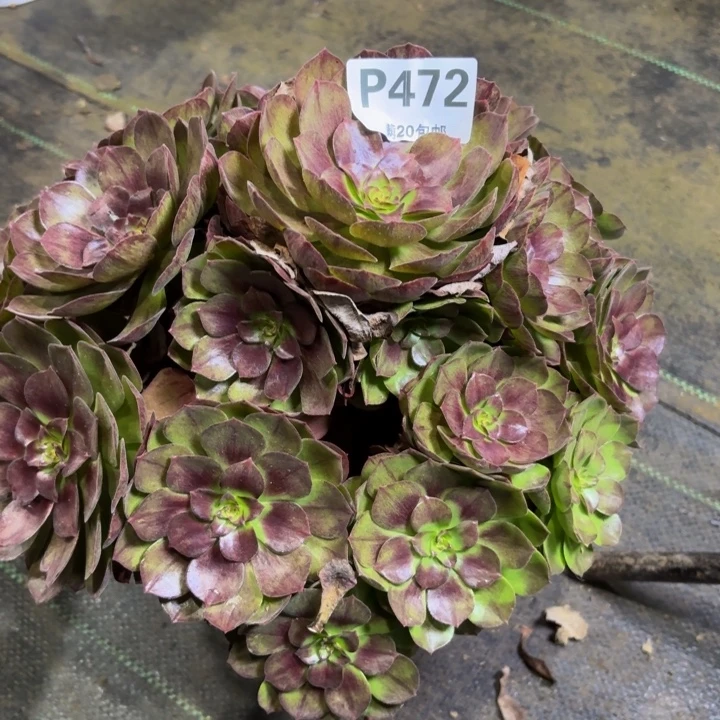 瑞妈多肉植物472.