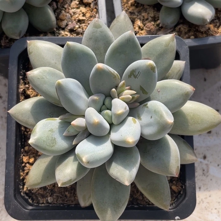 黄体，胖体，哥特，满37包邮