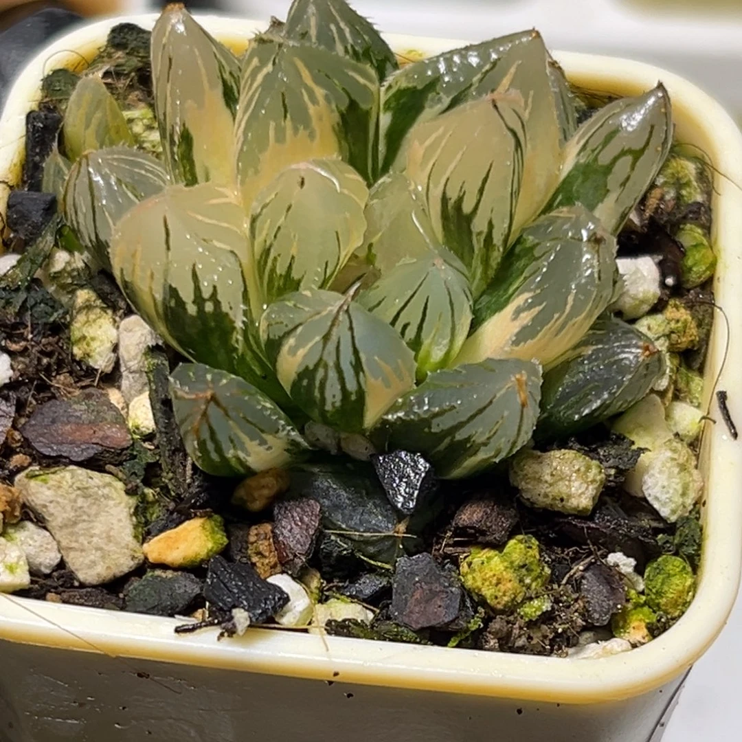 恭喜发财大吉大利0118玉露锦