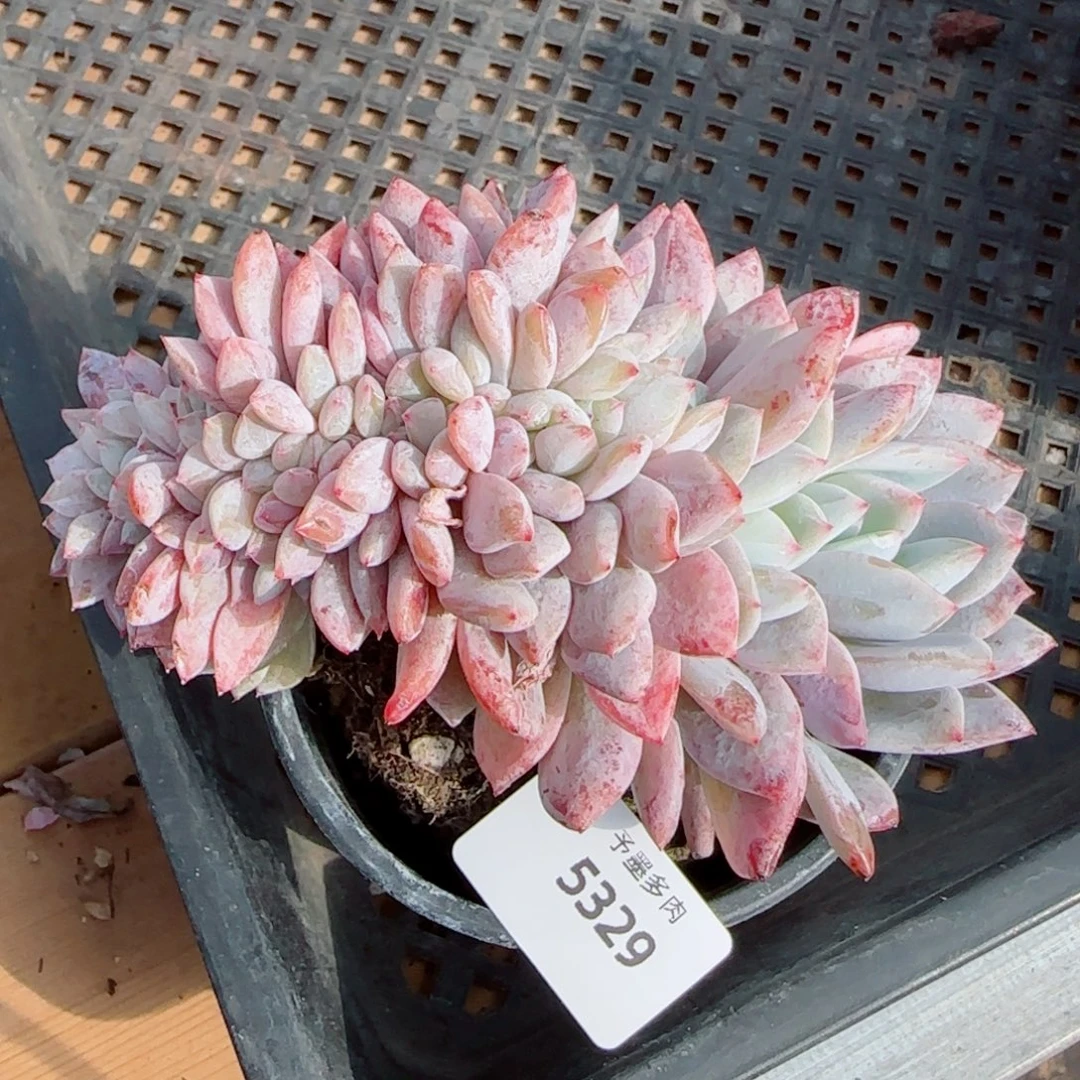 星影缀化，5329多肉植物