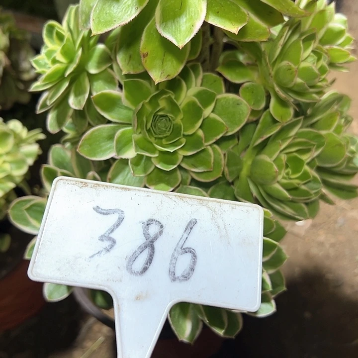 雄***大多肉植物大叶法师