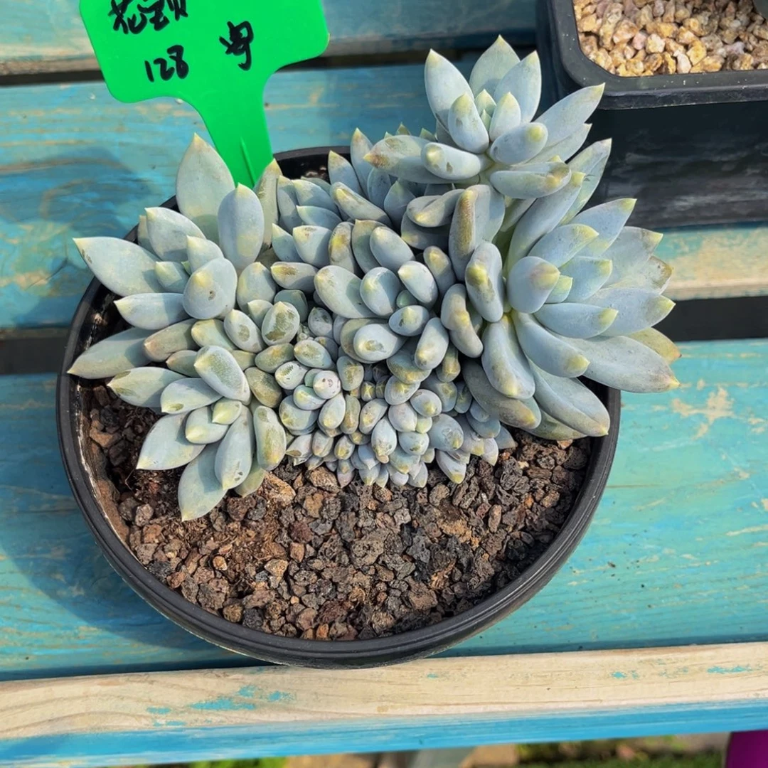 一物一拍多肉植物