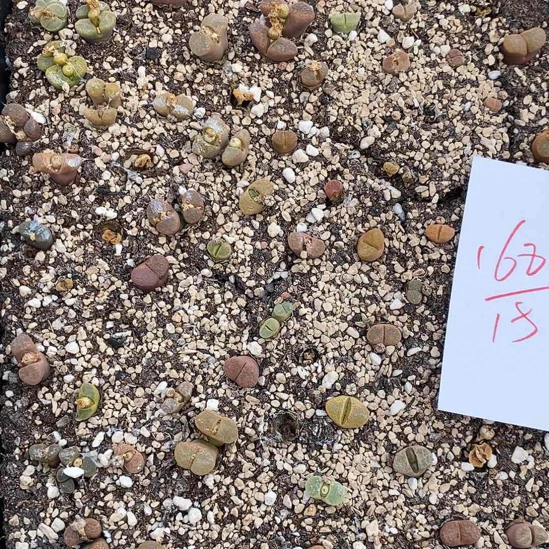1682清框母本风铃。