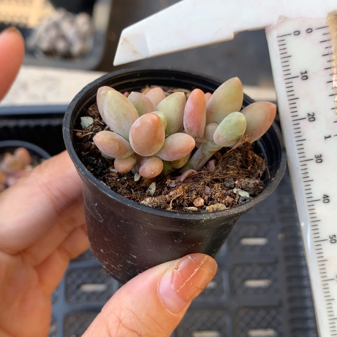 芒果奶 不凑满28元发一片叶 不售后 到付