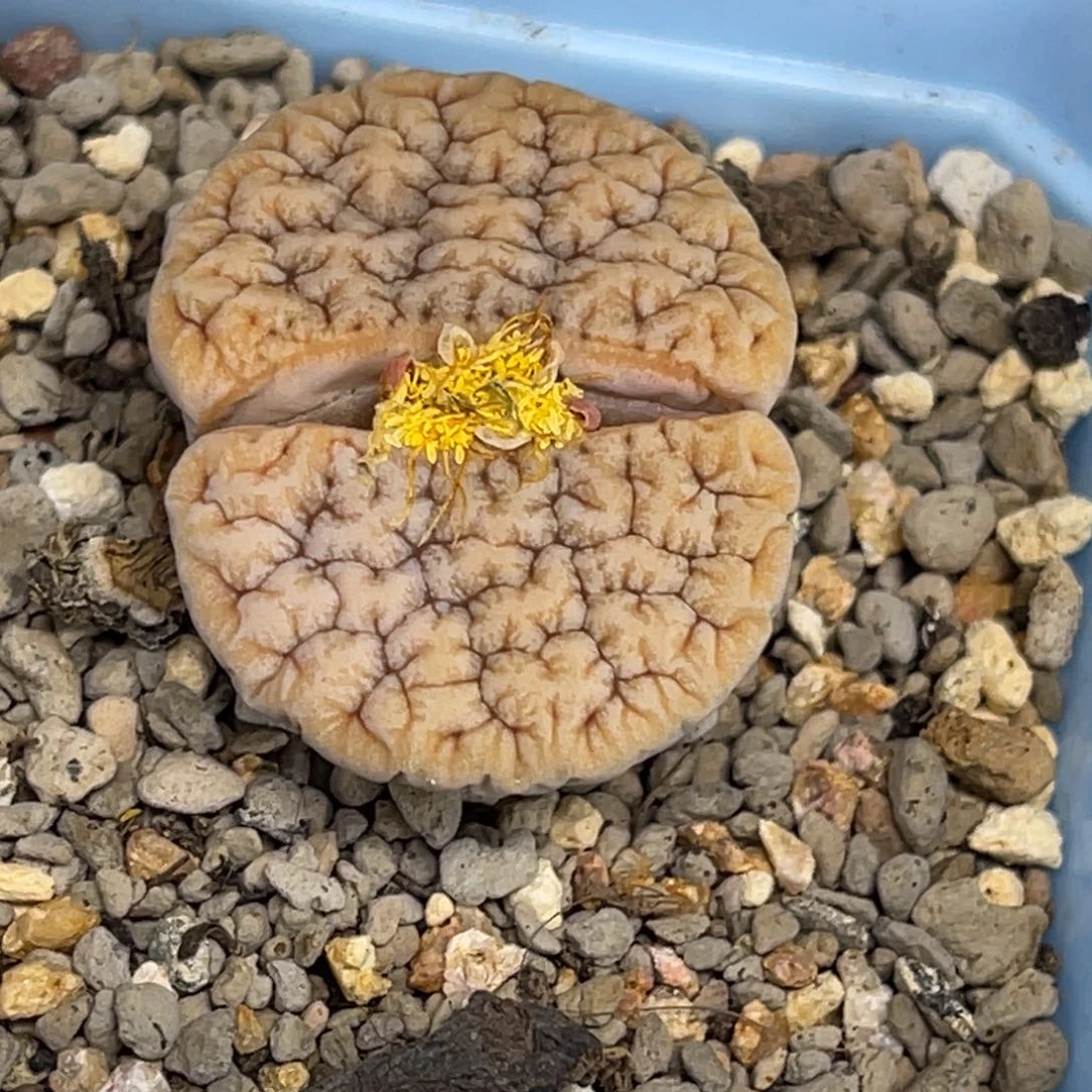 7936拿铁蜜纹1891凹凸
