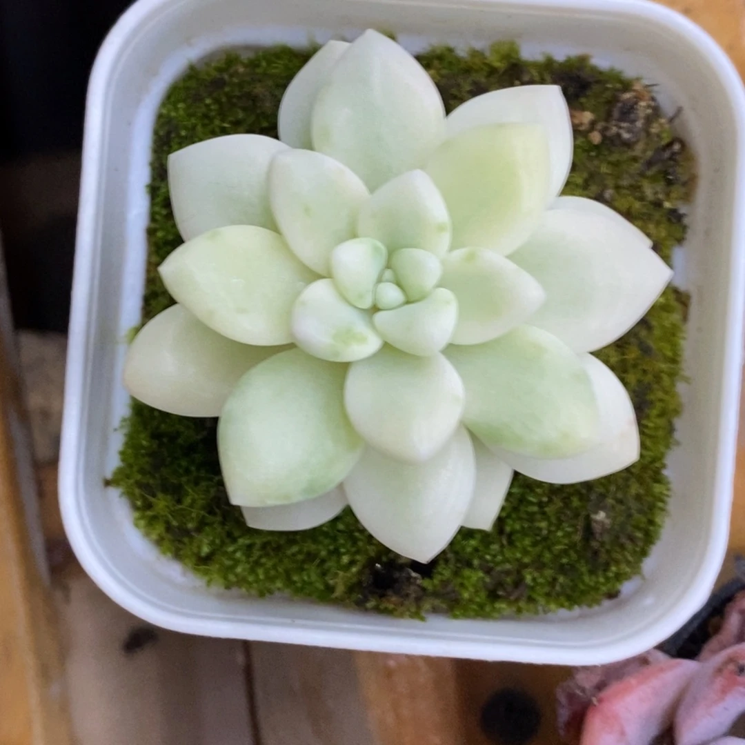 精品多肉一物一拍不包整471