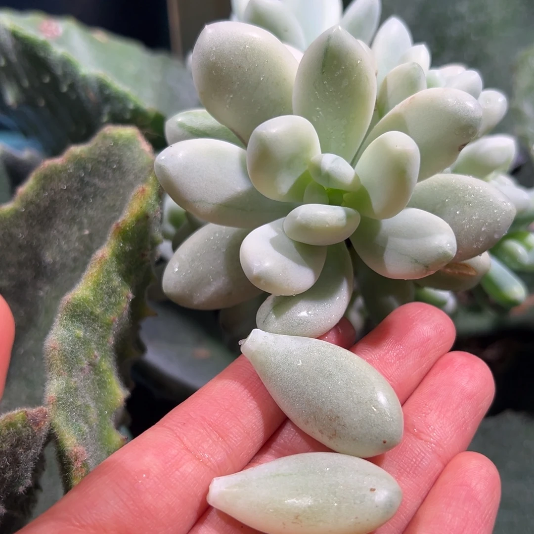 正版马卡龙锦，覆轮锦叶子两片
