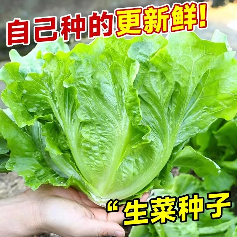 【阳台适用】意大利种子奶油玻璃四季生菜种子耐热家庭菜种子