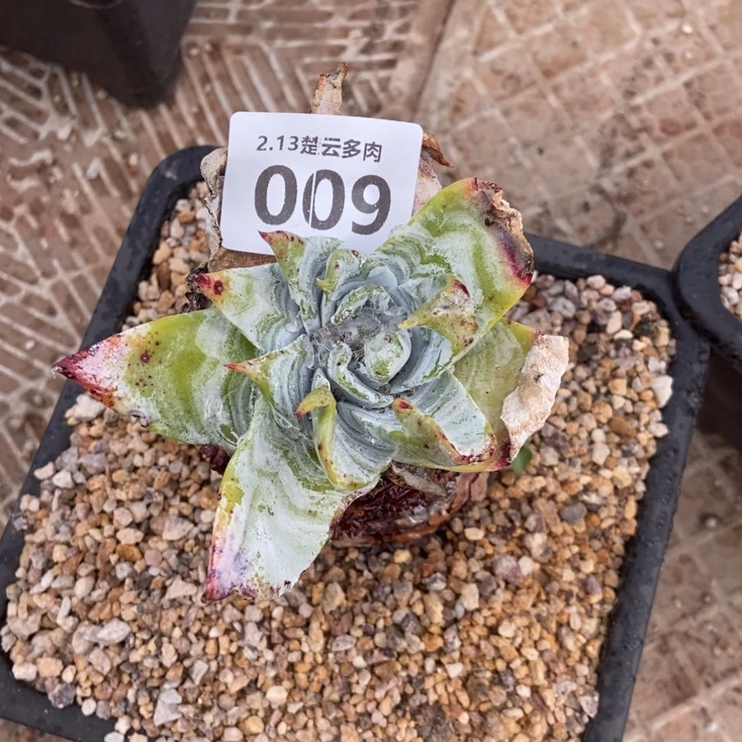 009浦西多肉植物