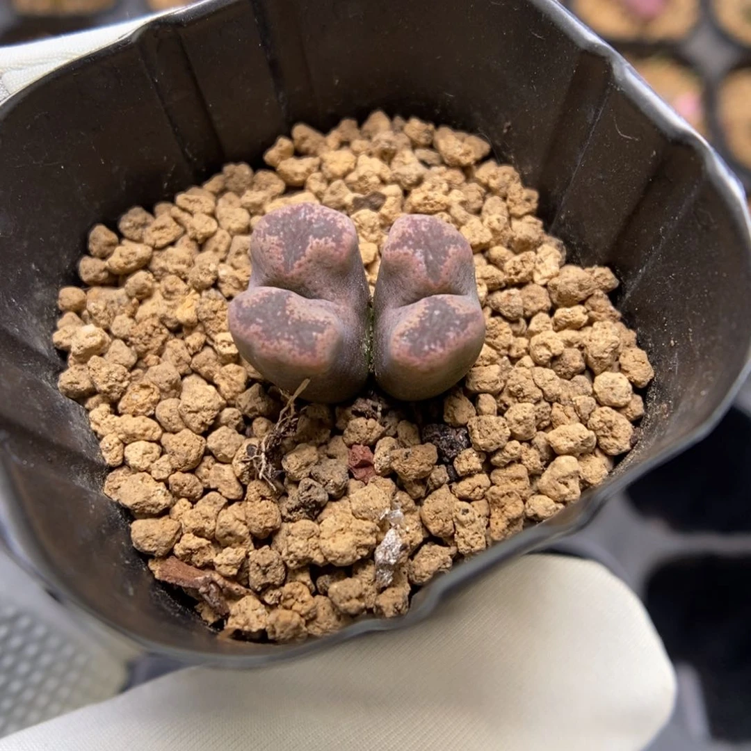 多肉植物肉锥杂交K-3723 勋章杂 粉体蝴蝶窗