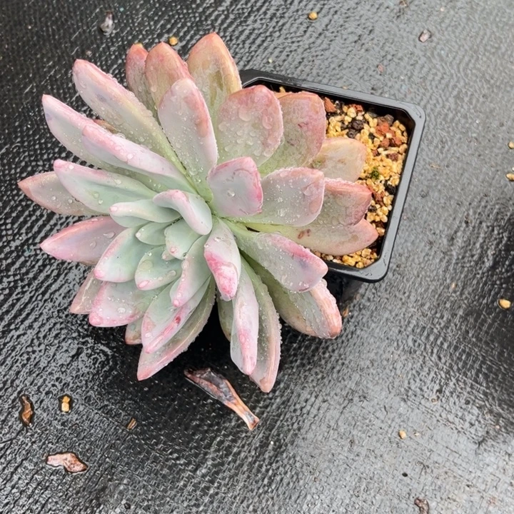 ^***^小雨多肉若如奥普