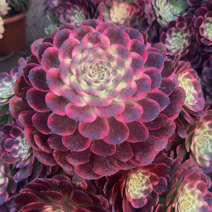 精品黑金刚墨娅巨无霸亏本福利