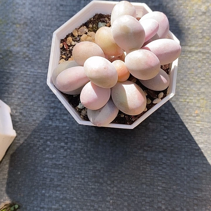 小***丹凑上去龙鱼龙凤看了两节课打了两节课