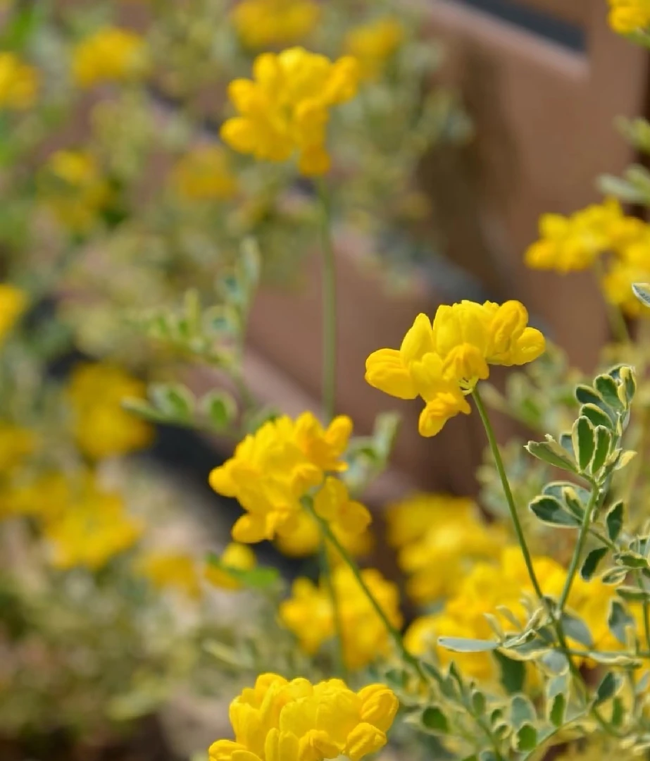 “瓦伦汀小冠花”小黄花 超可爱的观叶植物耐热耐寒