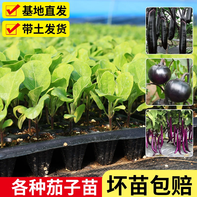 茄子苗紫长茄秧苗杭茄苗圆茄苗青茄苗黑长茄苗线茄苗阳台盆栽蔬菜