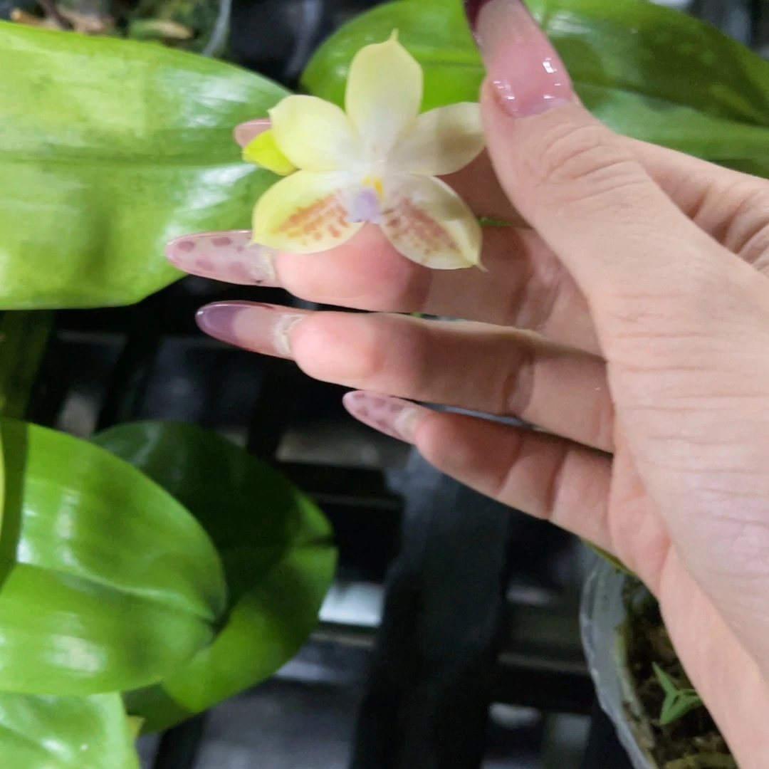 无花朵蝴蝶兰原生蘑菇盾