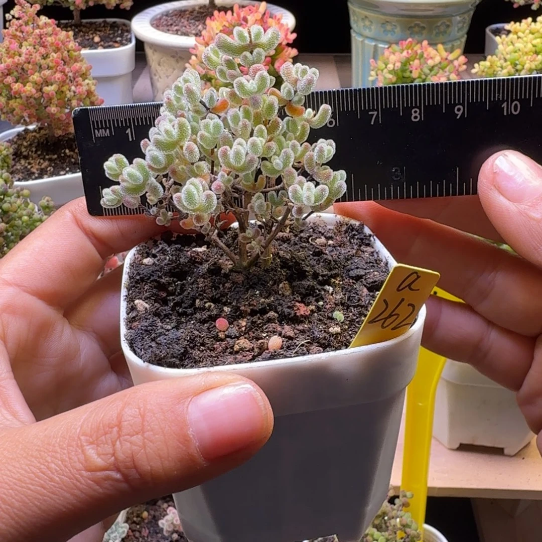 a262号实生冰晶冠服5厘米左右