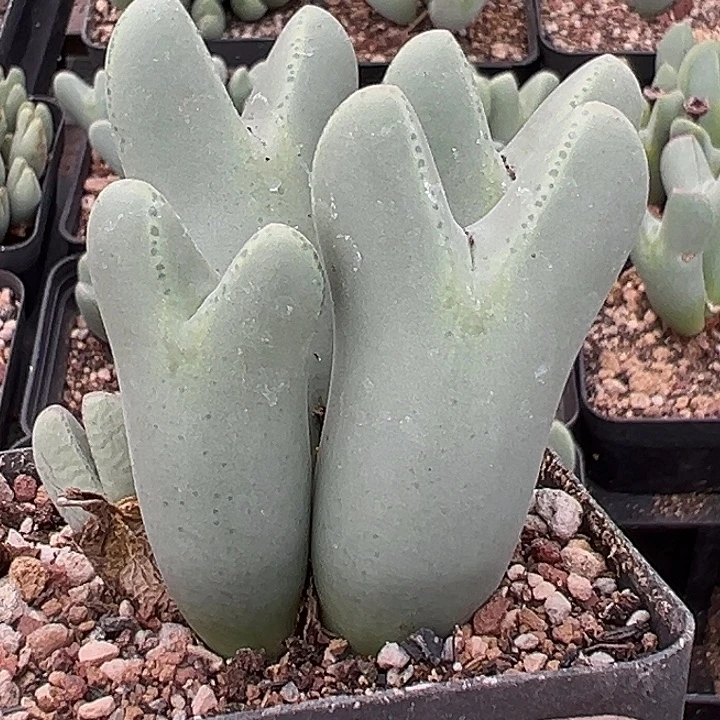 一***花无花朵359号大将的