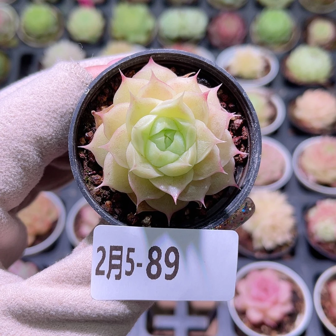 花利美5-89麦秆单头