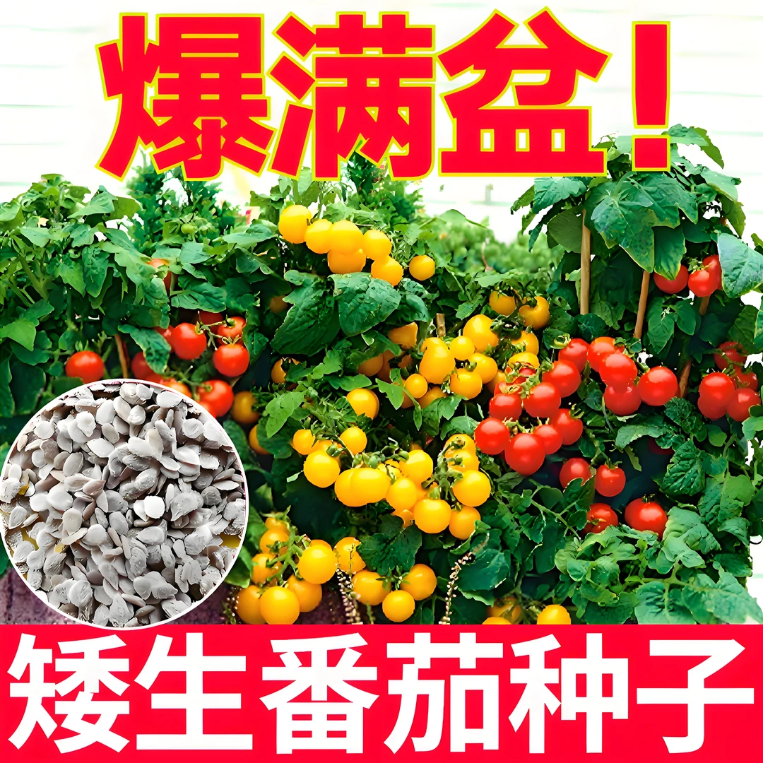 矮生番茄小西红柿种子种苗盆栽圣女果水果蔬菜苗四季生长种苗