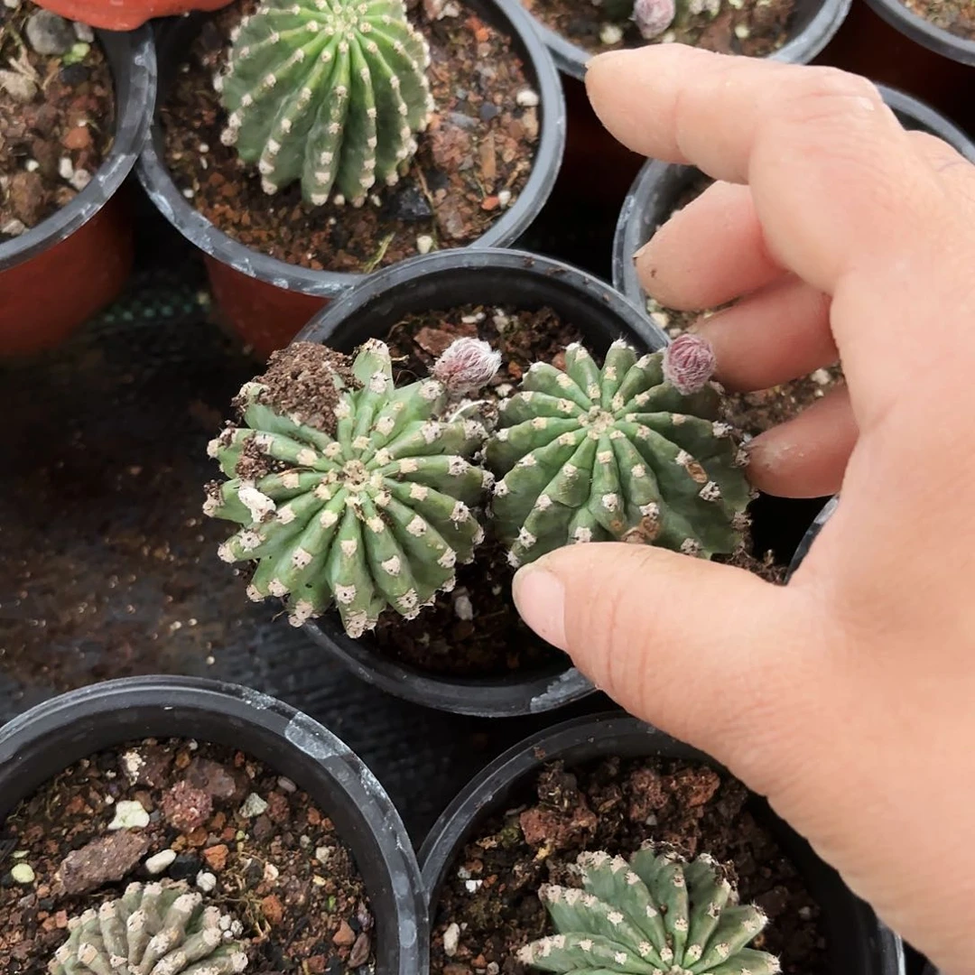 有根黑美人很小20包邮