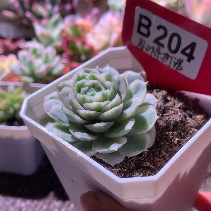 降价福利圆叶昂斯诺覆轮锦