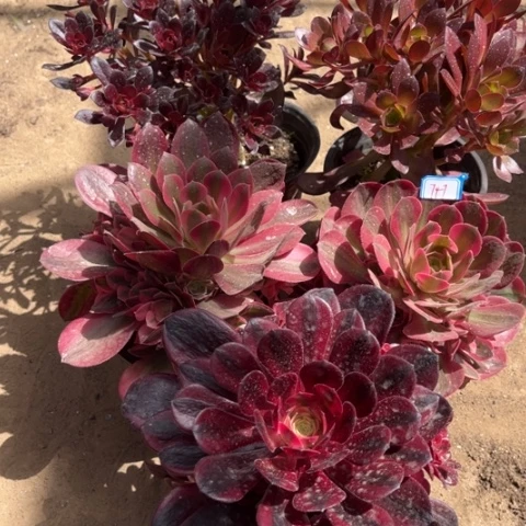 747多肉植物组合