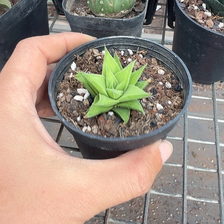 硬叶单头球5仙人球