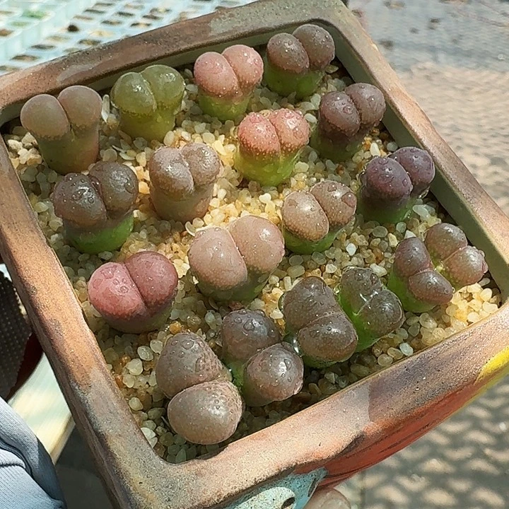 无花朵多肉植物任选一款