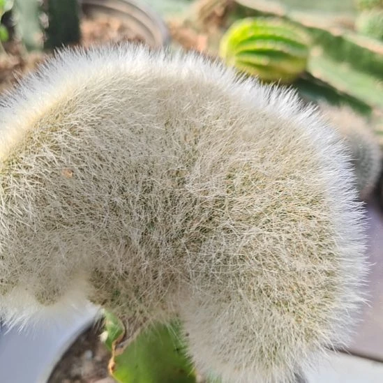 九尾狐缀化头不包损零度之上包邮fu