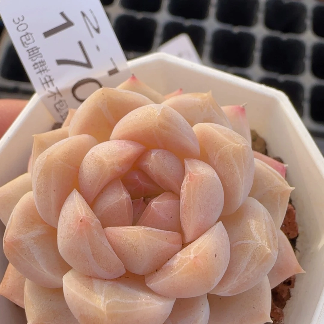 珍妮单头一颗脱土